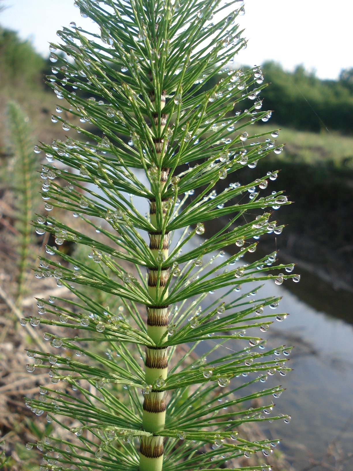 Equisetum.telmateia.Istrien.II.jpg