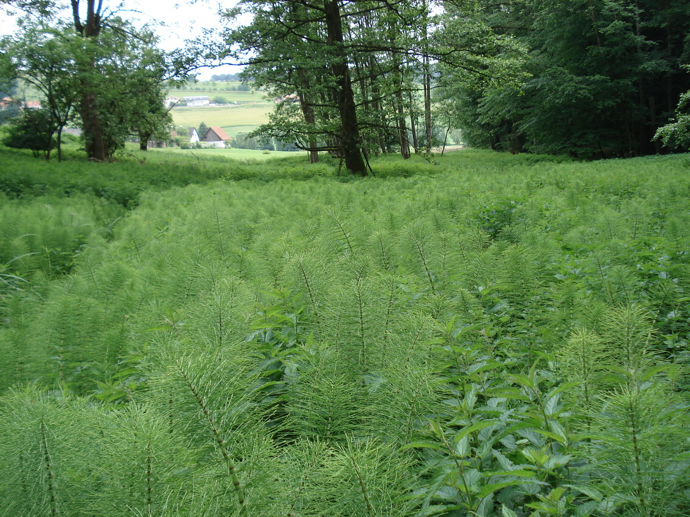 Equisetum.telmateia.St-Gnas.Poppendorf.24.5.18.JPG