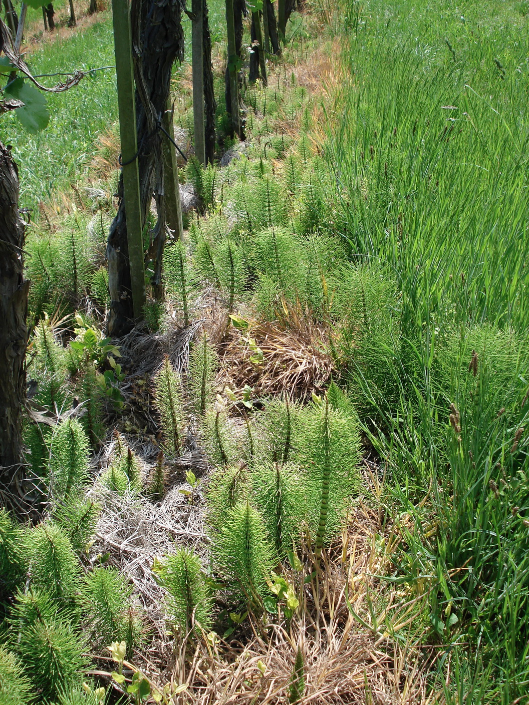 Equisetum.telmateia.Riesen-Sch.als roundUp-resist. Weinbergunkr.Riegersburg.JPG