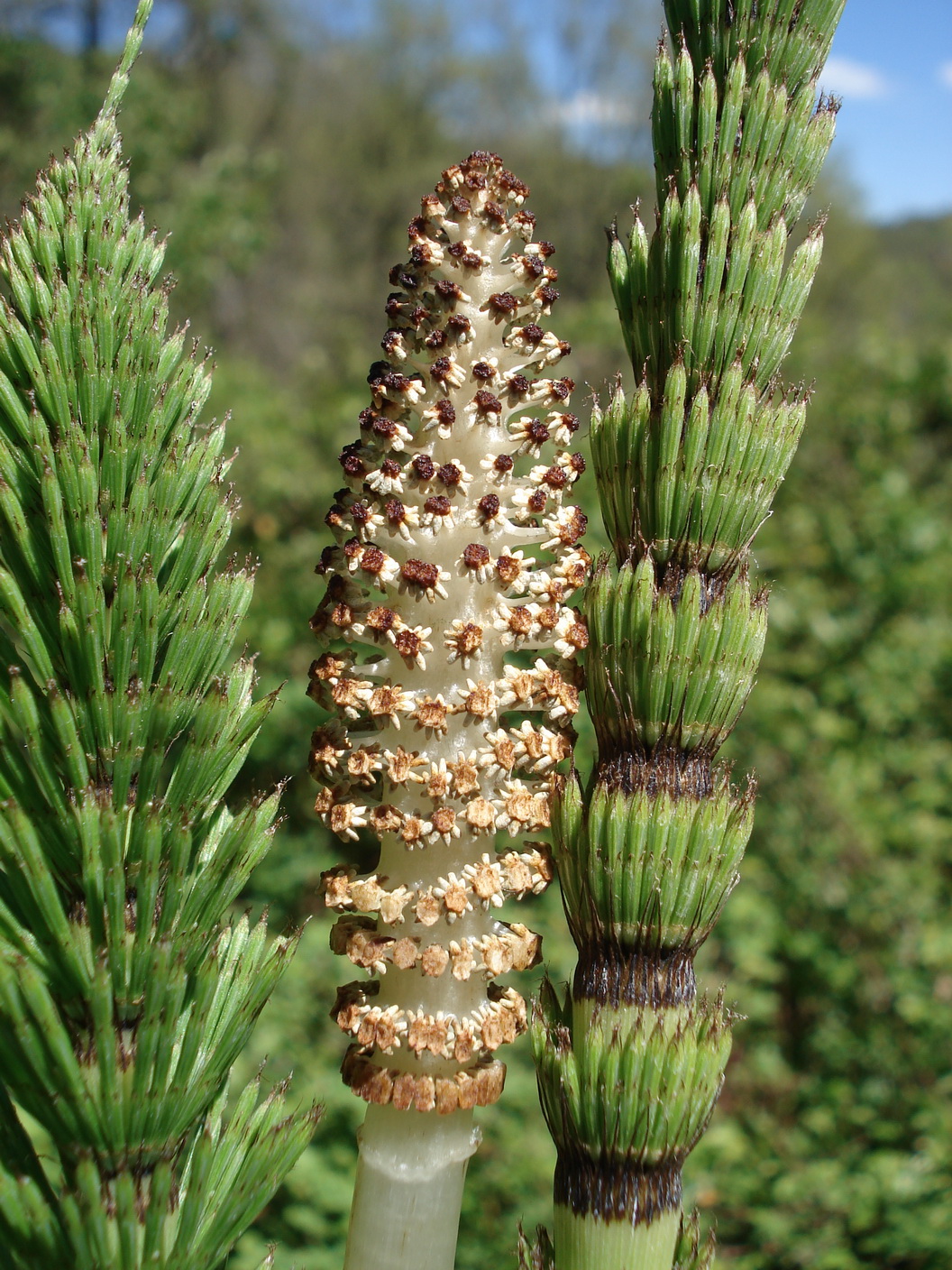 Equisetum.telmateia.I-Ligur.Pantasini.JPG