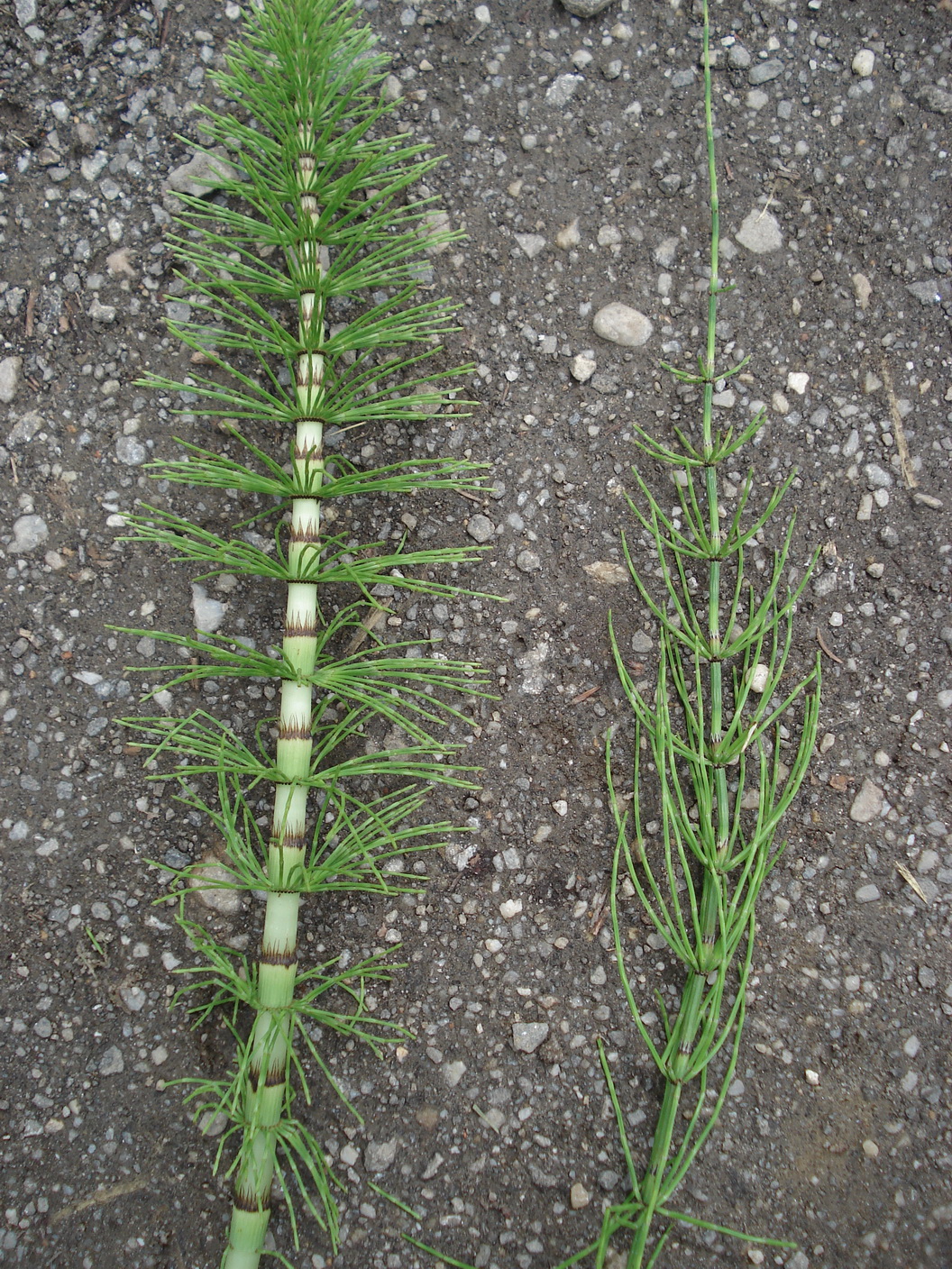 Equisetum.telmateia.u.E.arvense.St-Gillersdorf.JPG