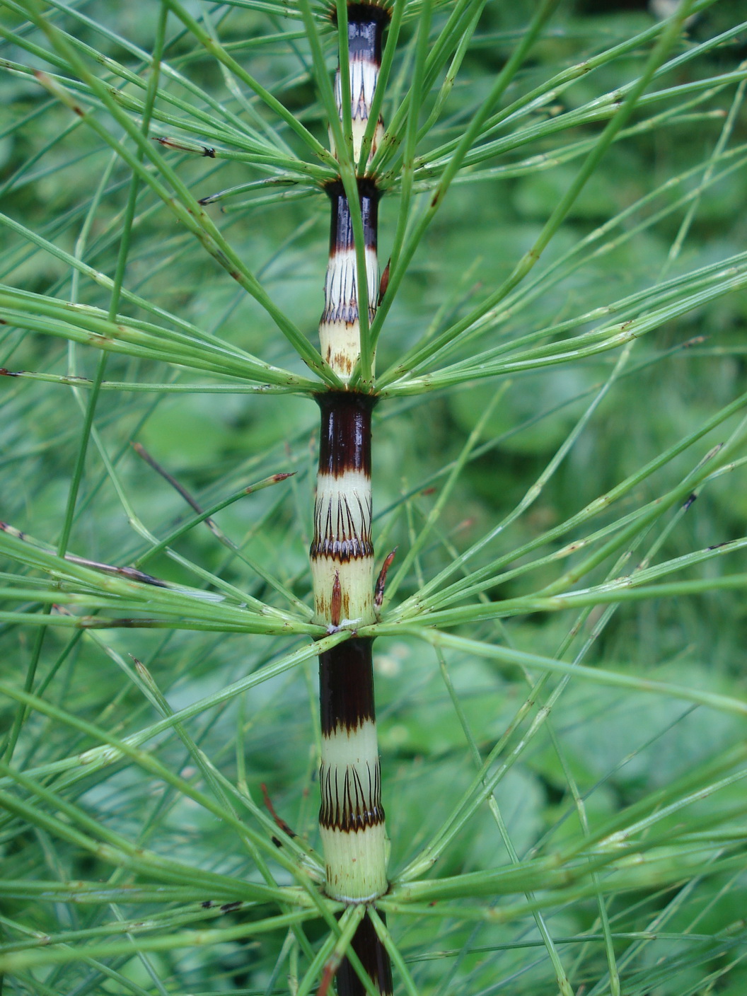 Equisetum.telmateia.St-Holzäpfeltal.Krumpen. 19.Jul.20.JPG