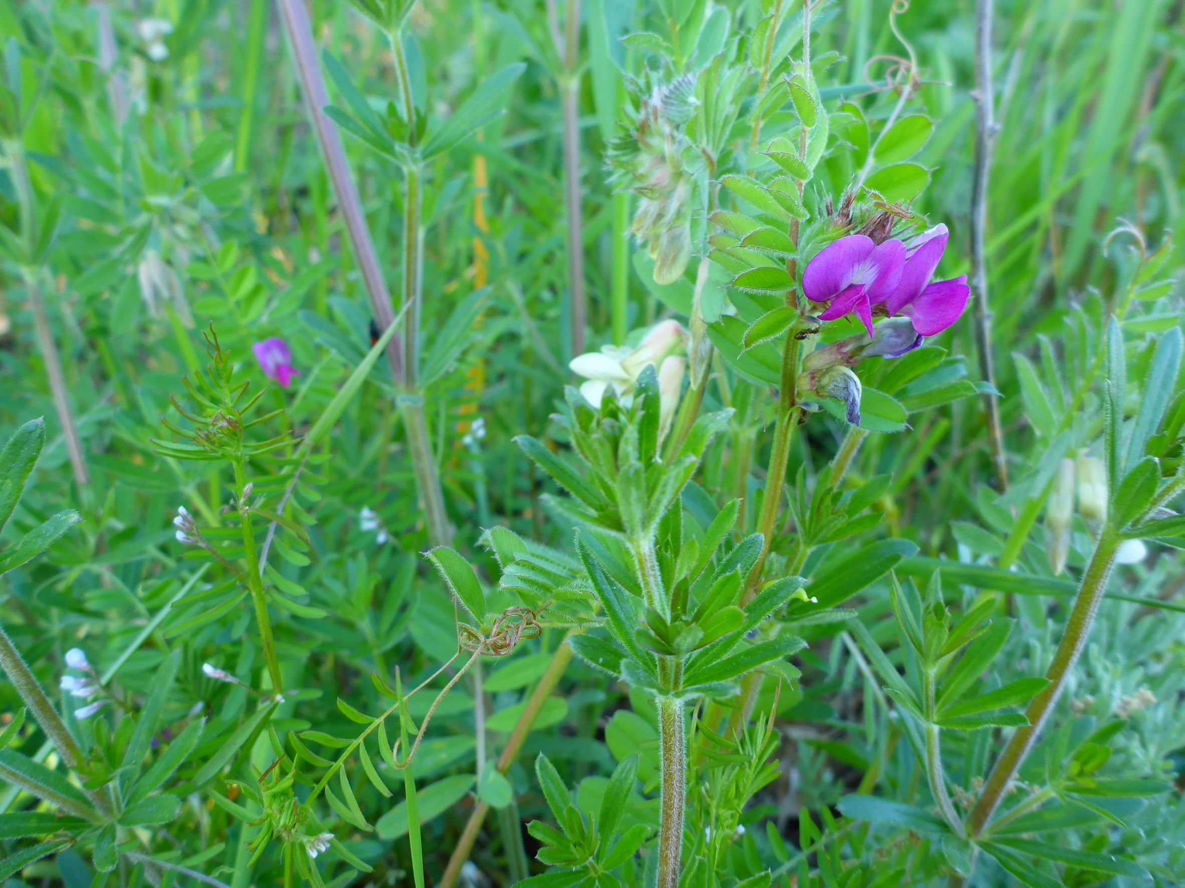 P1000510 vicia angustifolia, pannonica und hirsuta, jois-jungerberg, 2016-04-30.JPG