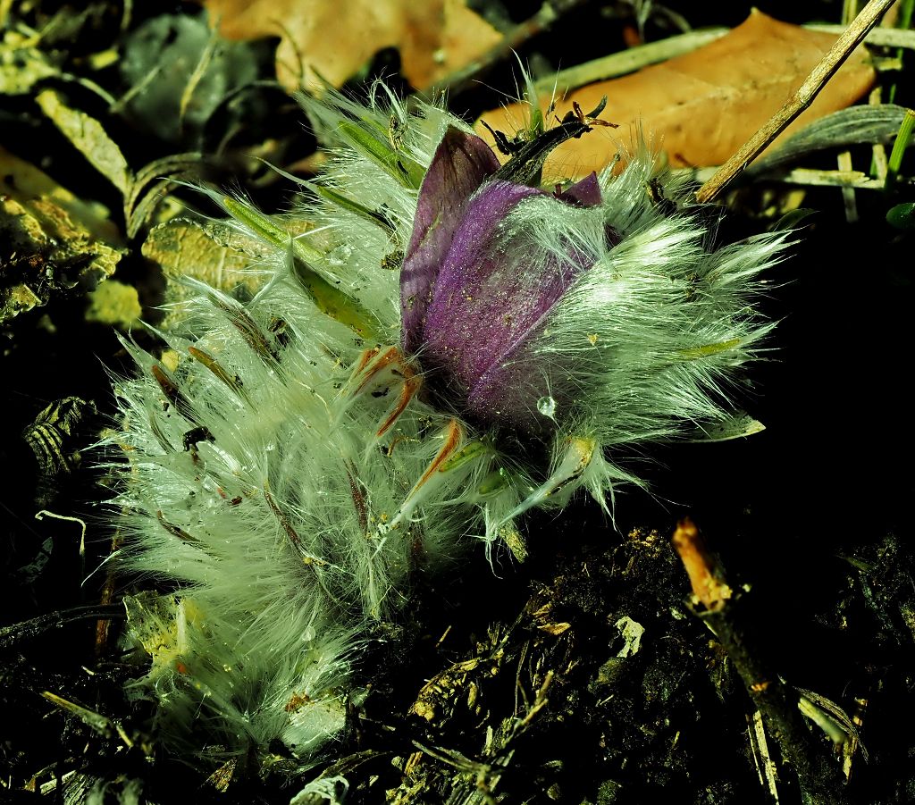 k-Pulsatilla grandis 1.JPG