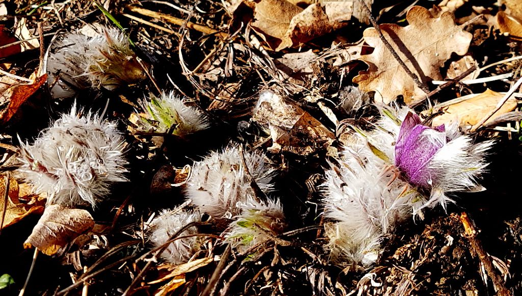 k-Pulsatilla grandis 2.jpg