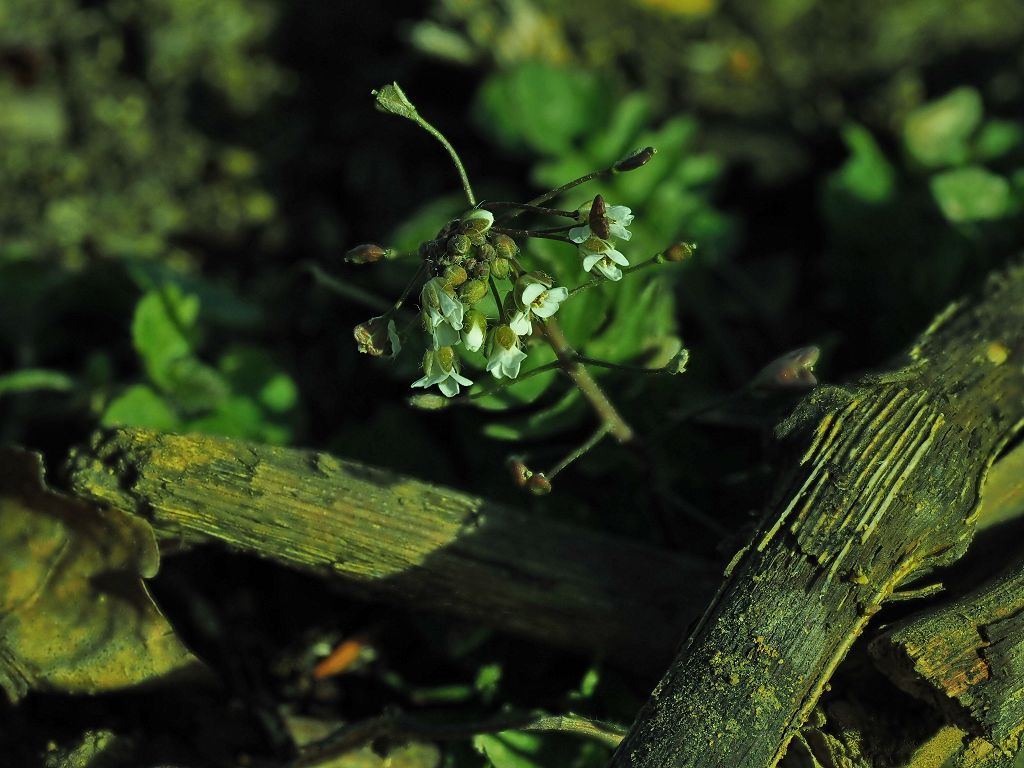 k-Capsella bursa-pastoris.JPG