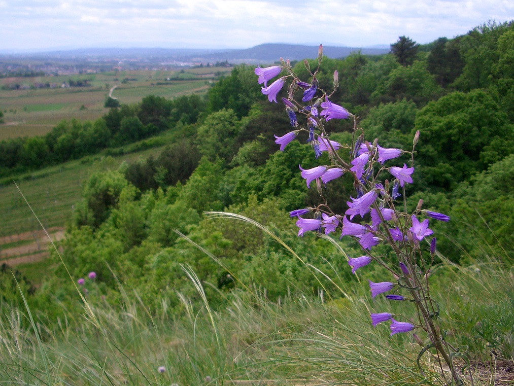 05-10-2015 Campanula sibirica, Thermenlinie  .JPG