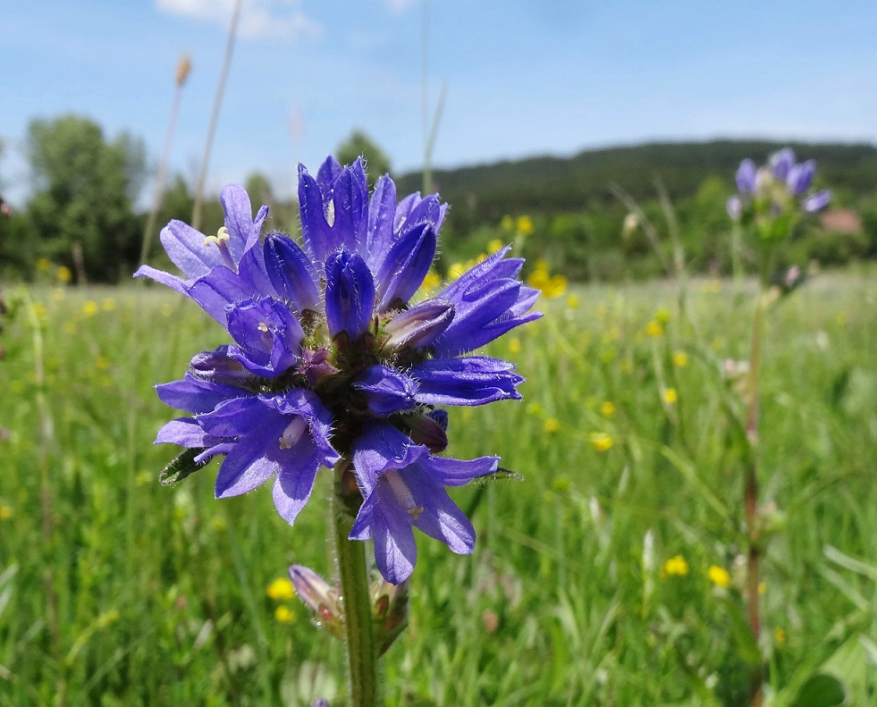 05-23-2018 Campanula cervicaria , Triestingtal .JPG