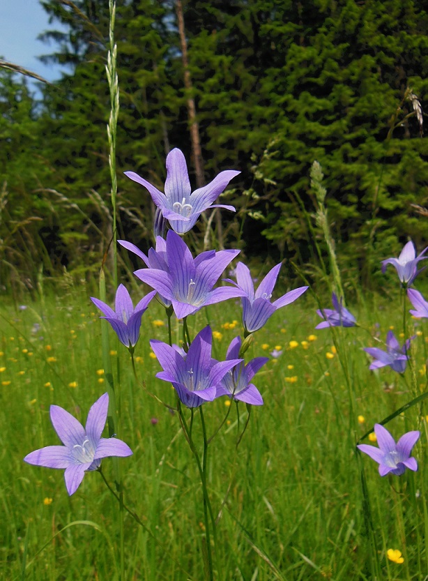 06-05-2016  Campanula patula, Tristingtal .JPG