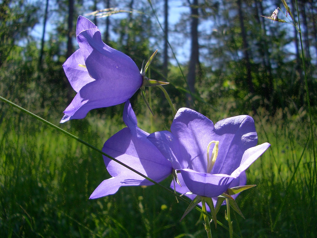 06-06-2014 Campanula persicifolia,Thermenlinie  .JPG