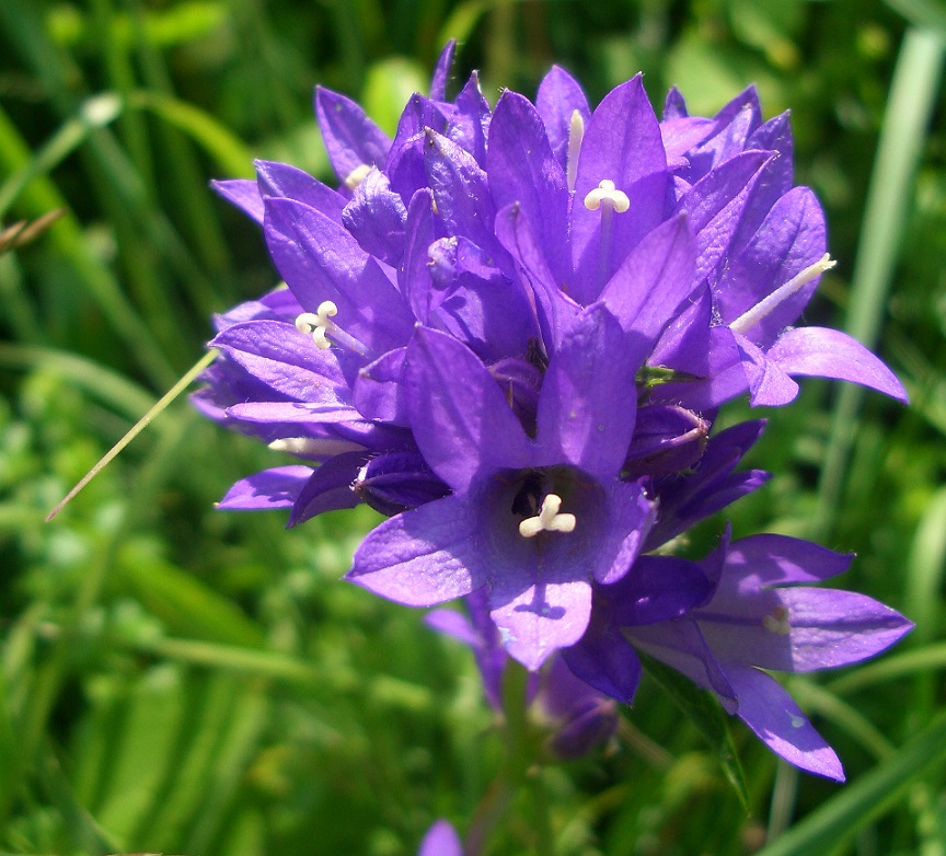 06-29-2013 Campanula glomerata, Triestingtal .JPG