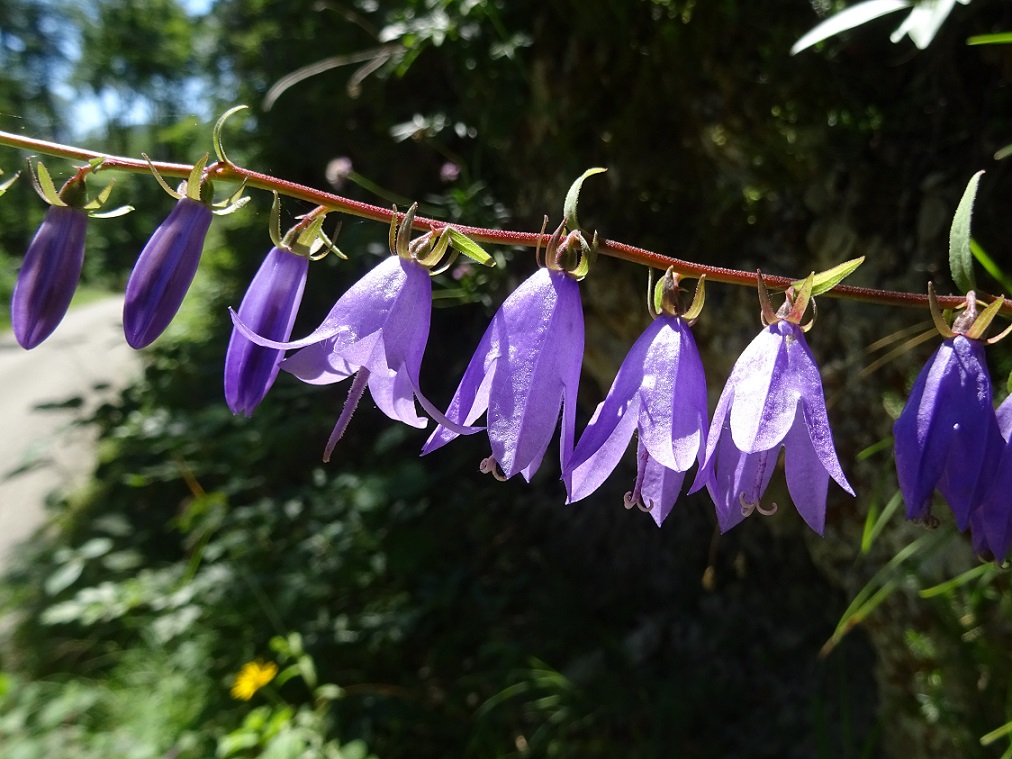 07-02-2018  Campanula rapunculoides Triestingtal .JPG