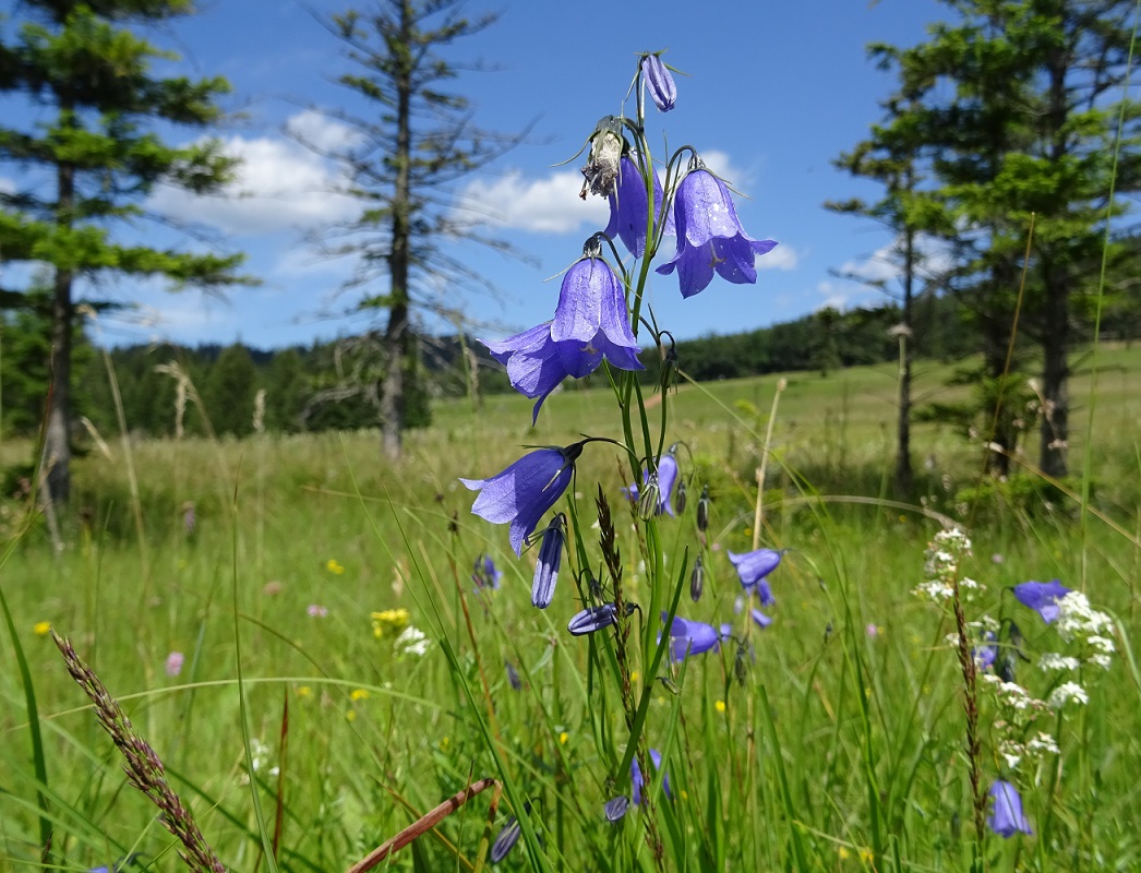 07-03-2018 Campanula witasekiana, Schneeberg .JPG