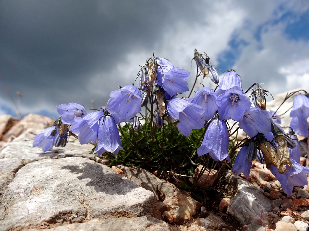 07-20-2017 Campanula cochleariifolia   Schneeberg .JPG