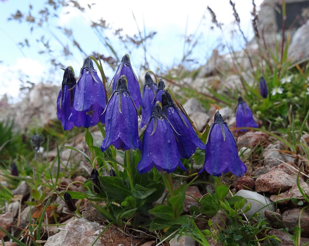 07-20-2017 Campanula pulla, Schneeberg .JPG