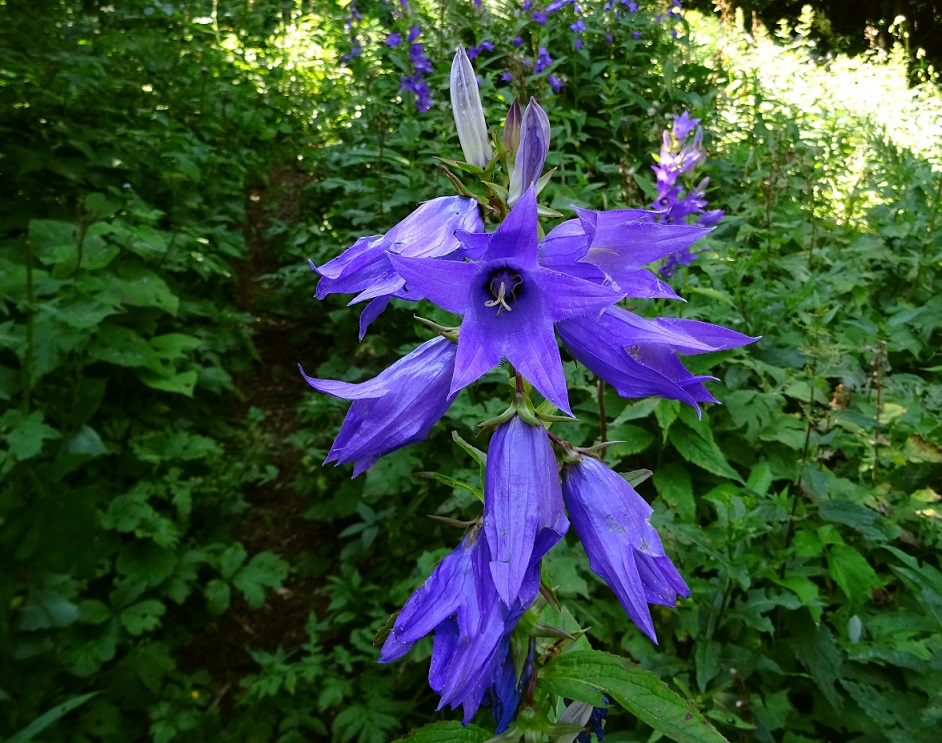 07-20-2018 Campanula latifolia  Hochstaff .JPG