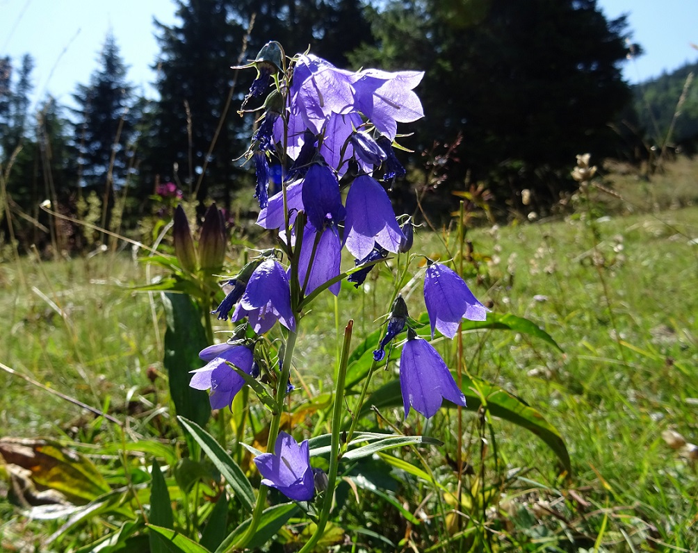 07-20-2018 DSC09781 Campanula beckiana Hochstaff.JPG