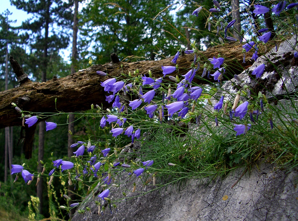 07-23-2014 Campanula rotundifolia, Triestingtal.JPG