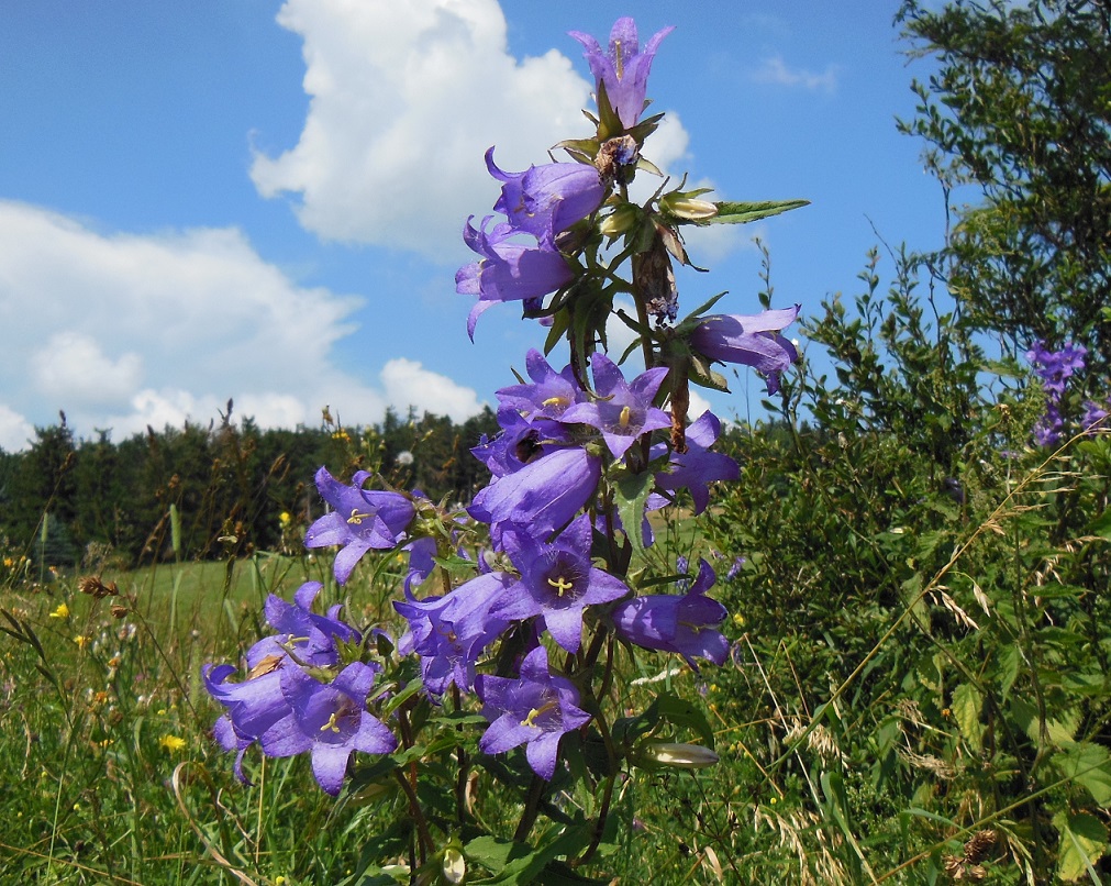 07-26-2016 Campanula trachelium, Hohe Wand .JPG