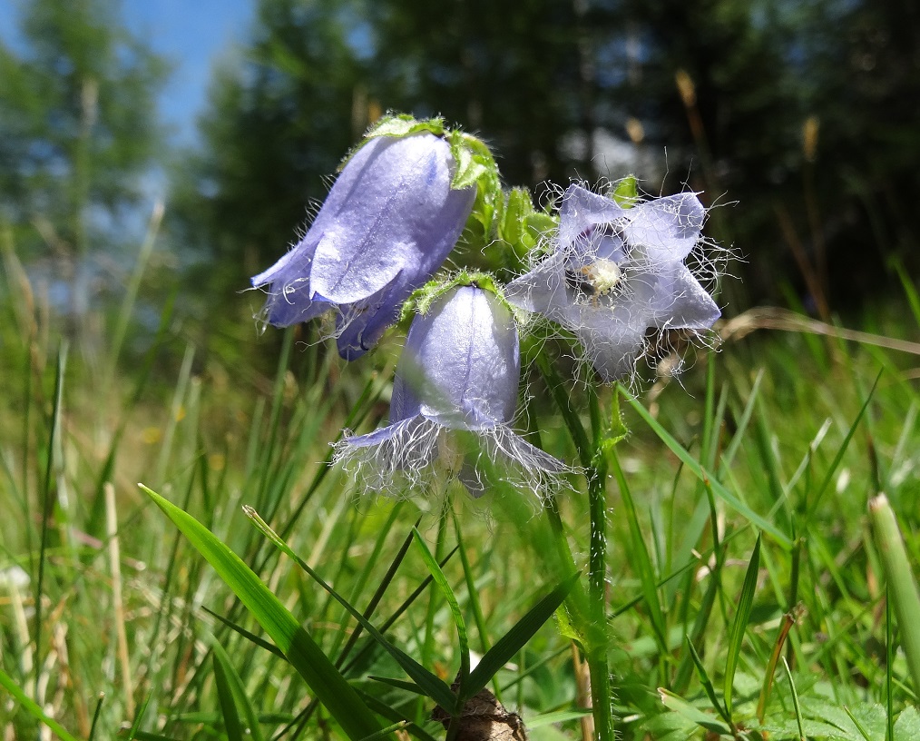 07-31-2017 Campanula barbata, ERzkogel .JPG