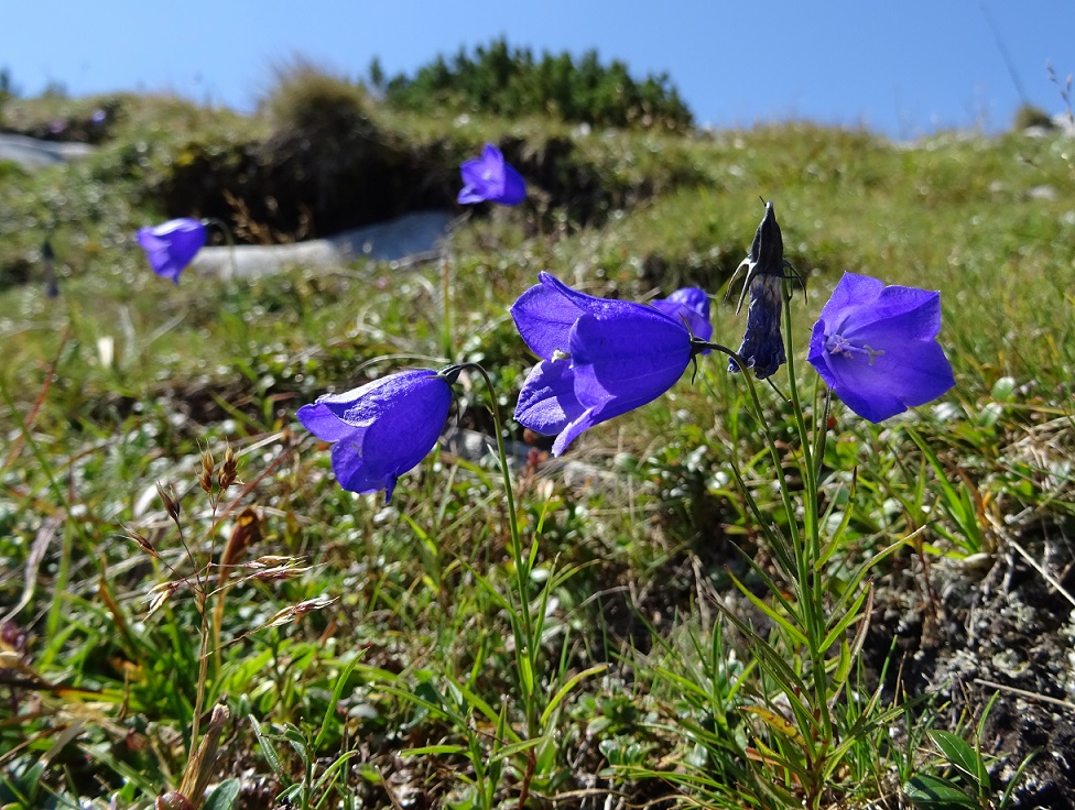 07-31-2018 Campanula scheuchzer, RAx i.JPG