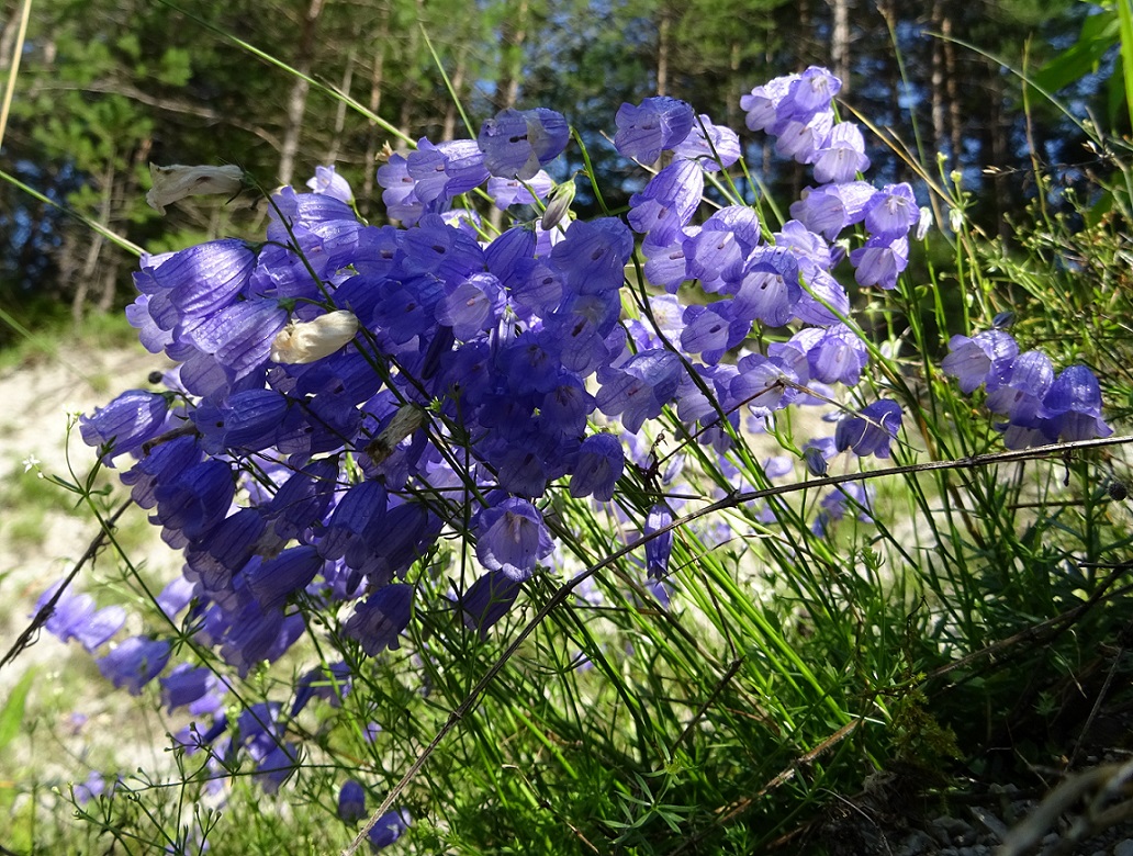 08-09-2018  Campanula cespitosa Piestingtal  .JPG