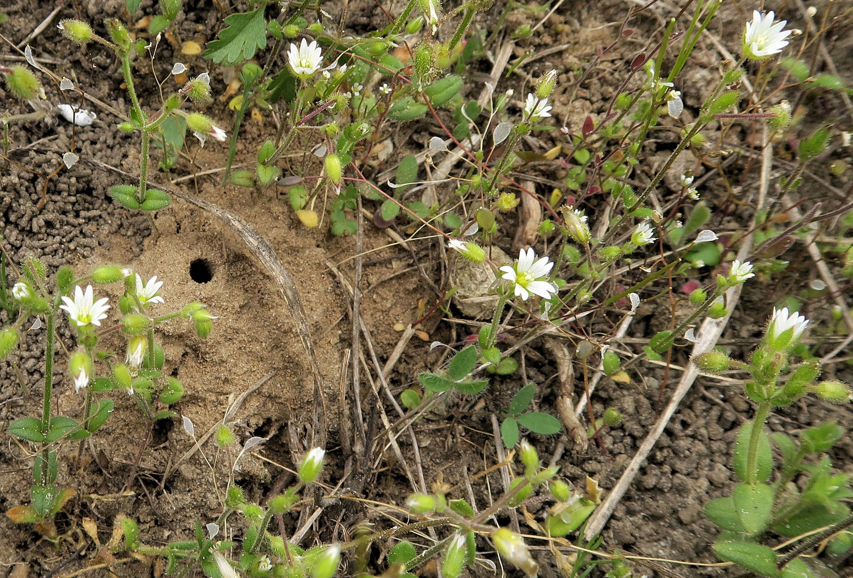 1 Cerastium semidecandrum)) Sand))-Hornkraut, Sandberge Oberweiden 01.05.2017 2 C5X.JPG