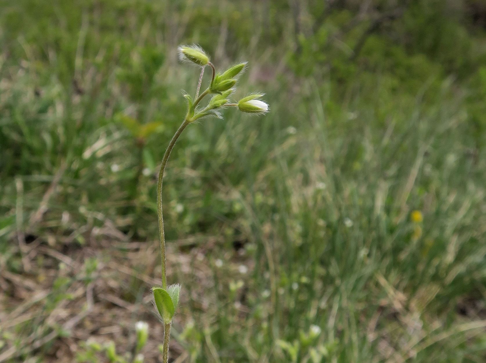 2 Cerastium ssp. -Hornkraut, Perchtoldsdrfr Große Heide 23.04.2021 C5X (4).JPG