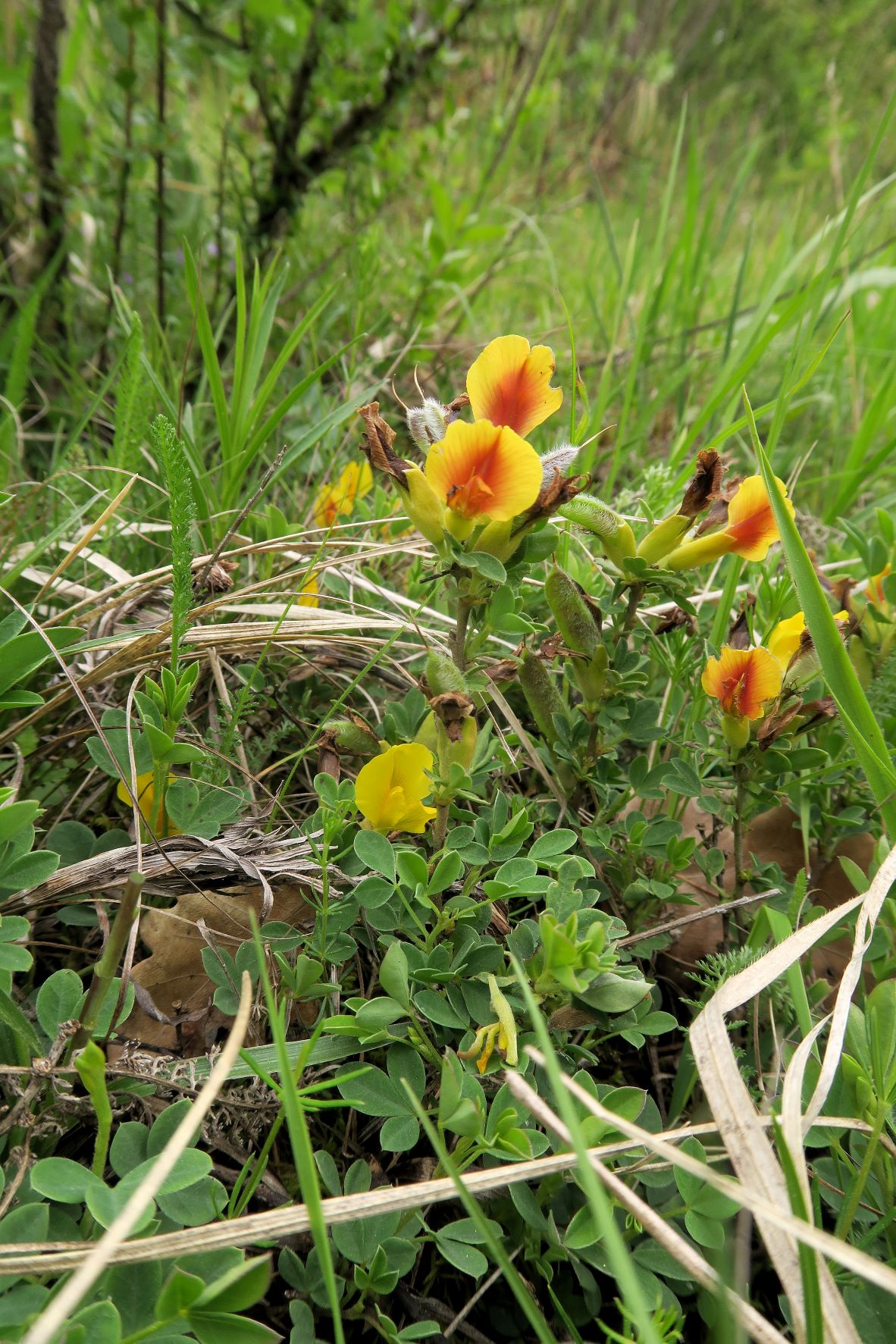 1 Chamaecytisus ratisbonensis) Regensburger) Zwerg-Geißklee, Brunn bad Fischau Niedergehölz vor Föhrenwald 24.05.2021 C (3).JPG