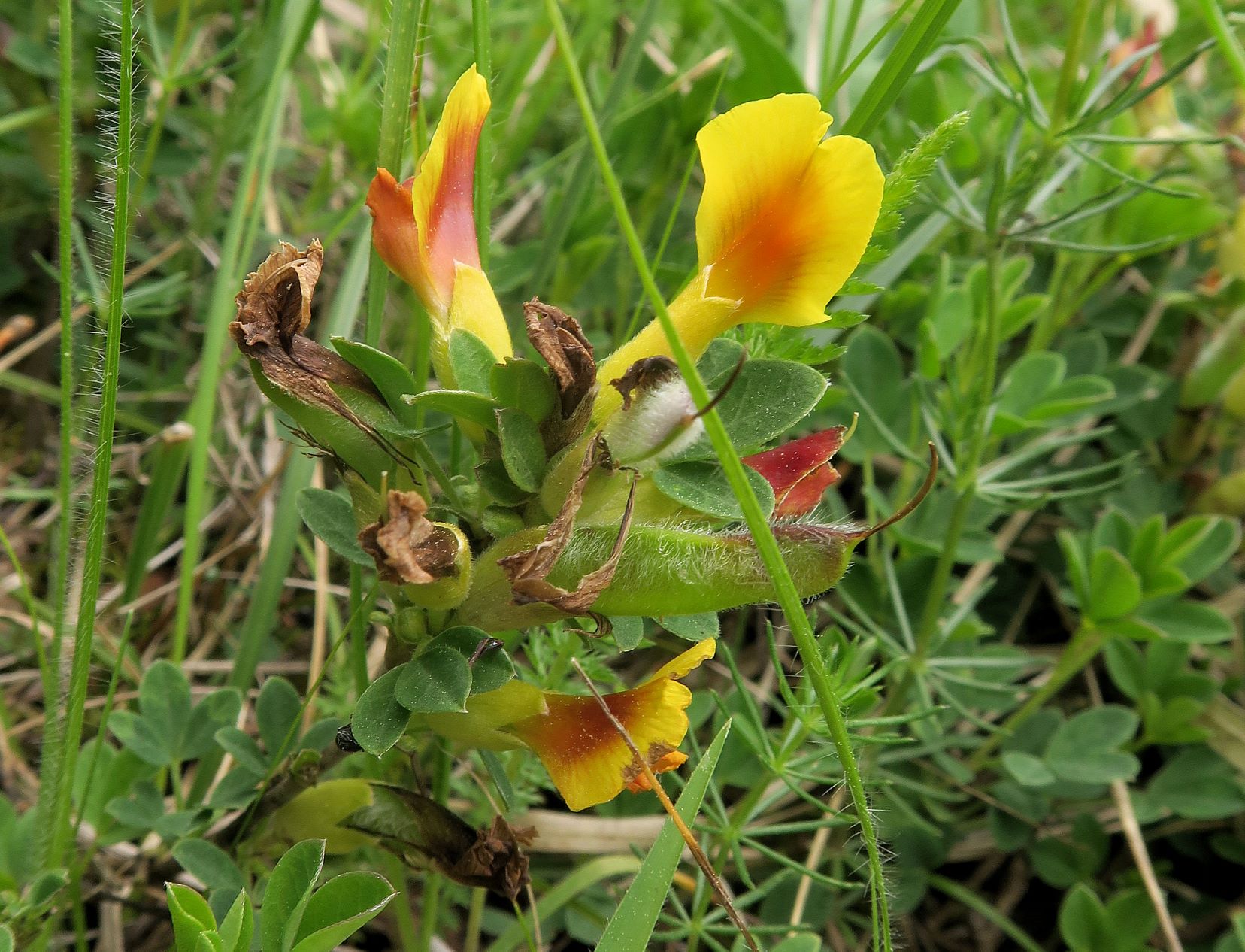 1 Chamaecytisus ratisbonensis) Regensburger) Zwerg-Geißklee, Brunn bad Fischau Niedergehölz vor Föhrenwald 24.05.2021 C (4).JPG