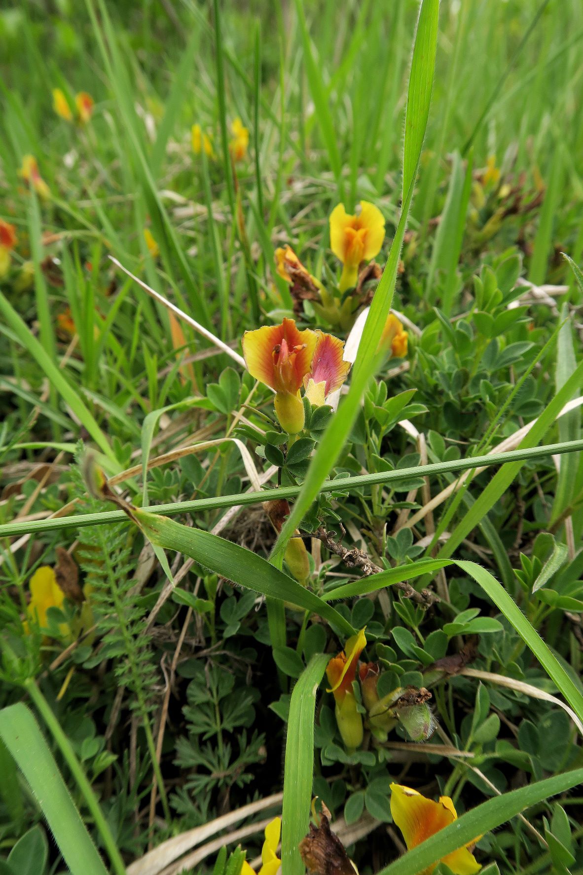 1 Chamaecytisus ratisbonensis) Regensburger) Zwerg-Geißklee, Brunn bad Fischau Niedergehölz vor Föhrenwald 24.05.2021 C (5).JPG