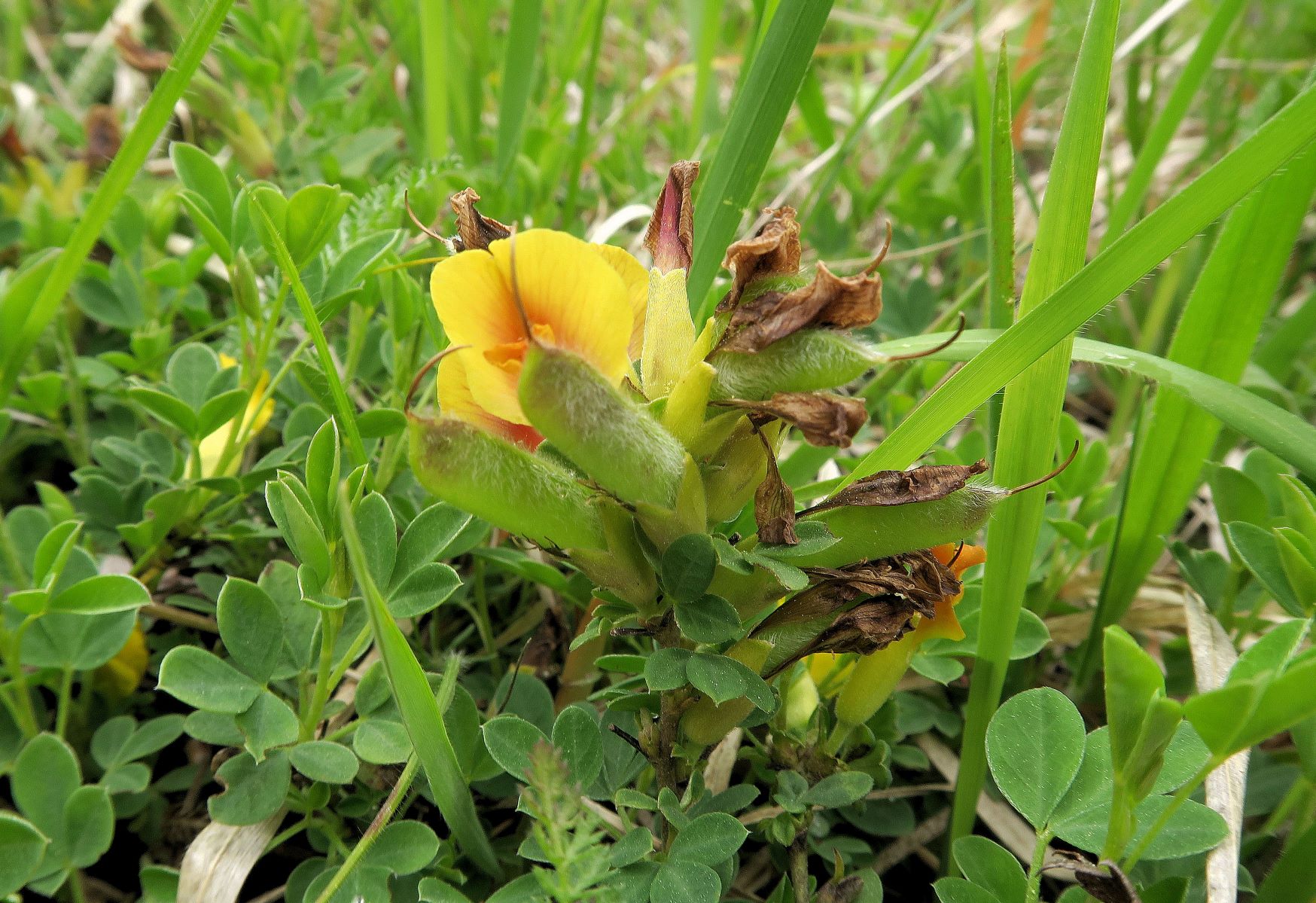 1 Chamaecytisus ratisbonensis) Regensburger) Zwerg-Geißklee, Brunn bad Fischau Niedergehölz vor Föhrenwald 24.05.2021 C (6).JPG