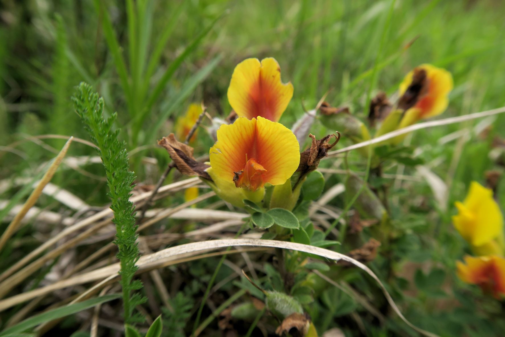 1 Chamaecytisus ratisbonensis) Regensburger) Zwerg-Geißklee, Brunn bad Fischau Niedergehölz vor Föhrenwald 24.05.2021 C (7).JPG