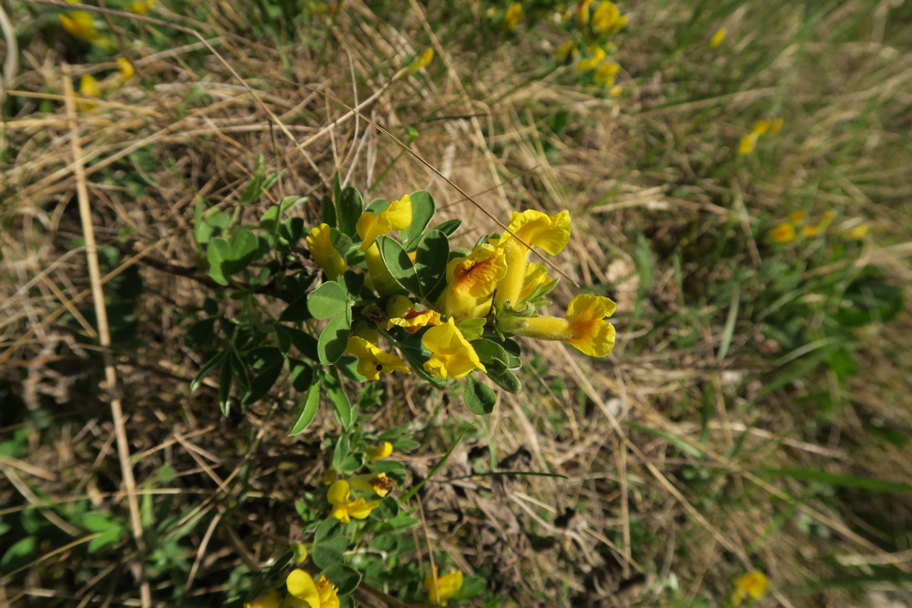 2 Chamaecytisus ratisbonensis Regensburger Zwerg-Geißklee, Bisamberg Kantenweg 16.04.2020 C5X (1).JPG