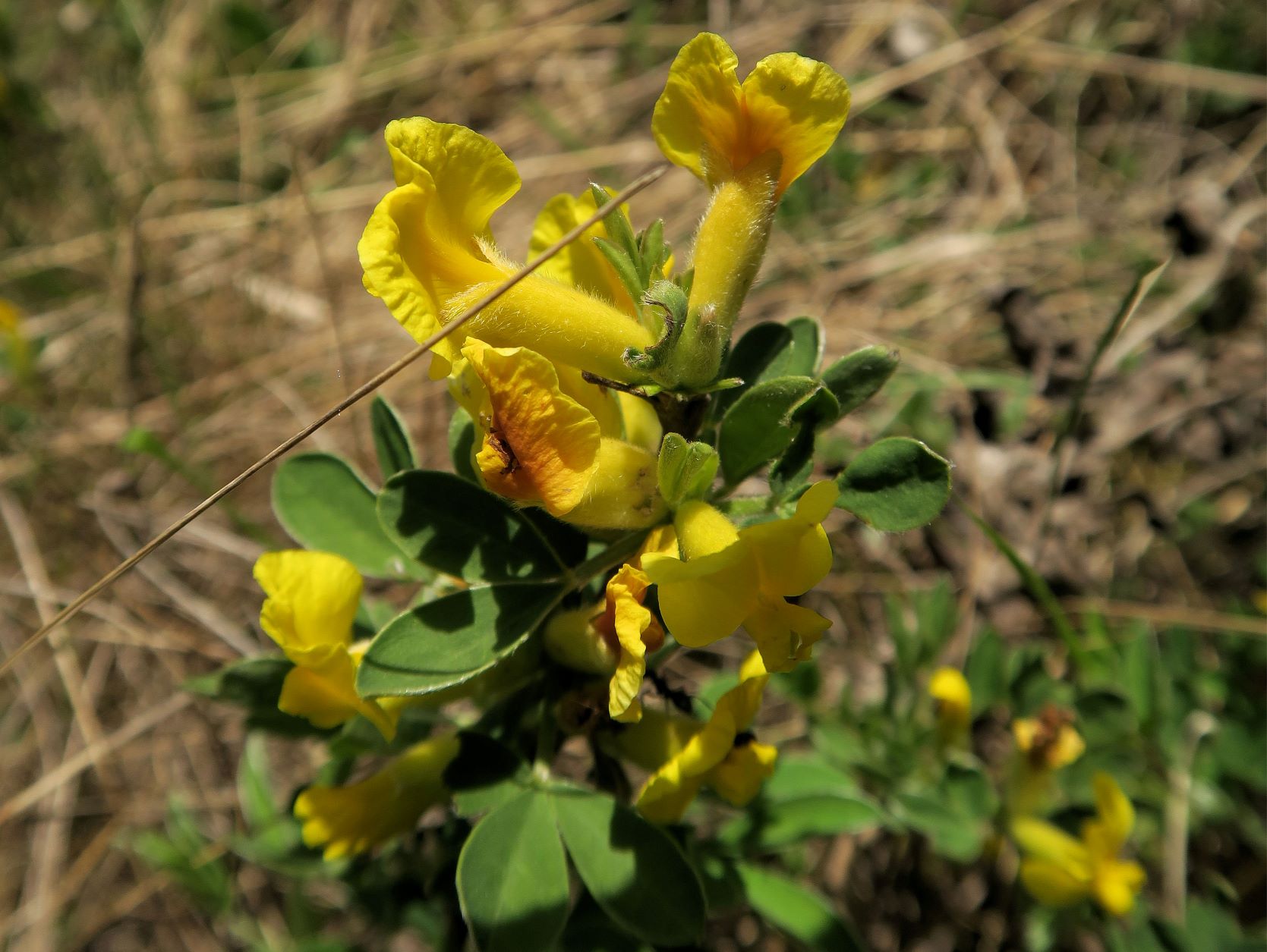 2 Chamaecytisus ratisbonensis Regensburger Zwerg-Geißklee, Bisamberg Kantenweg 16.04.2020 C5X (2).JPG