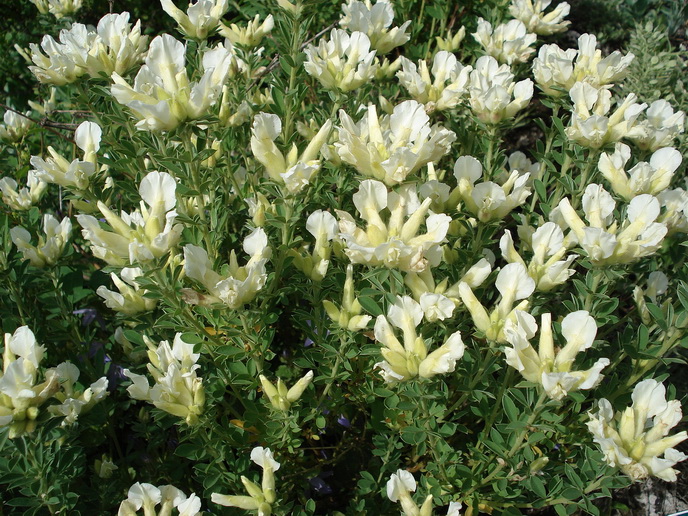 Chamaecytisus albus, Weißer Zwerggeißklee_Bildgröße ändern.jpg