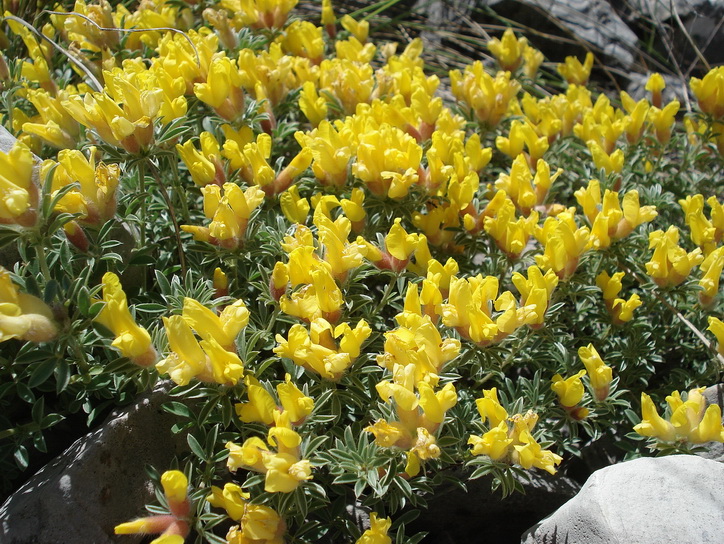 Chamaecytisus austriacus, Österreichischer Zwerggeißklee_Bildgröße ändern.jpg