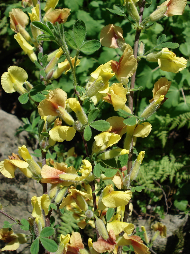 Chamaecytisus hirsutus subsp. ciliatus, Wimper-Zwerggeißklee_Bildgröße ändern.JPG