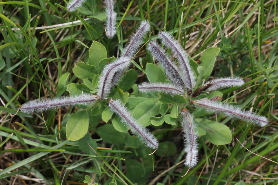 Chamaecytisus hirsutus subsp. hirsutus, Behaarter  Zwerggeißklee_Bildgröße ändern.JPG