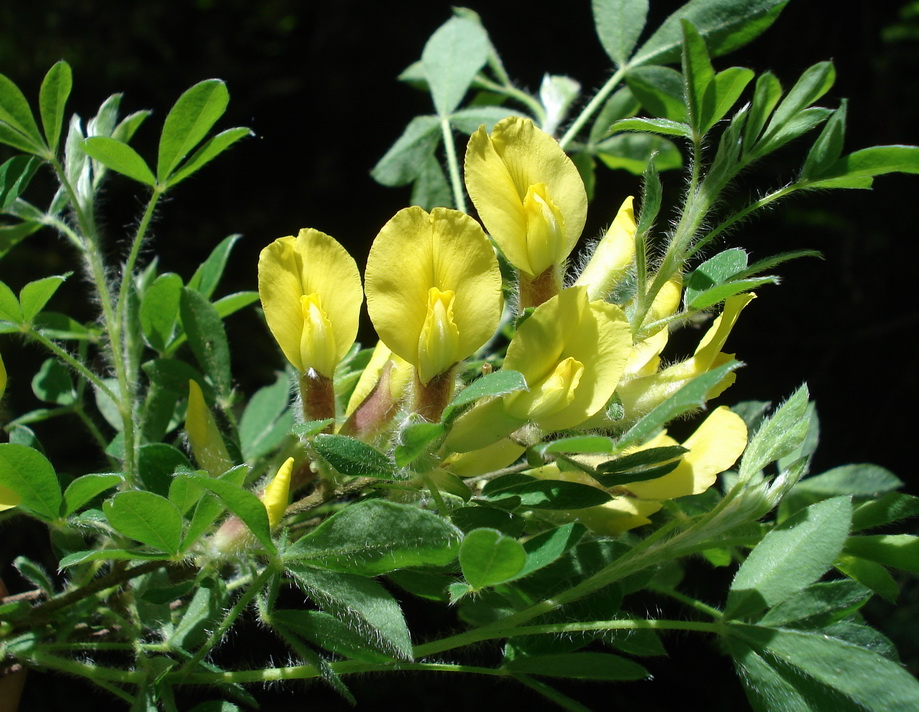 Chamaecytisus hirsutus subsp. hirsutus, Behaarter Zwerggeißklee_Bildgröße ändern.JPG