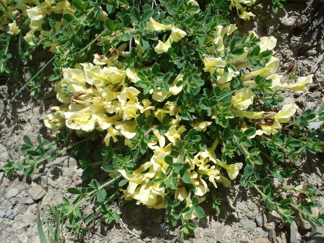 Chamaecytisus hirsutus subsp. pumilus, Kriechender Zwerggeißklee_Bildgröße ändern.JPG