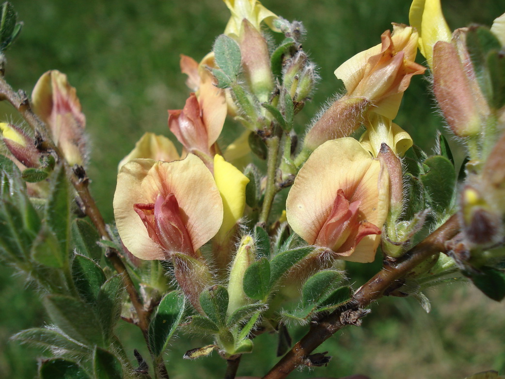 Chamaecytisus hirsutus,  Behaarter  Zwerggeißklee_Bildgröße ändern.JPG