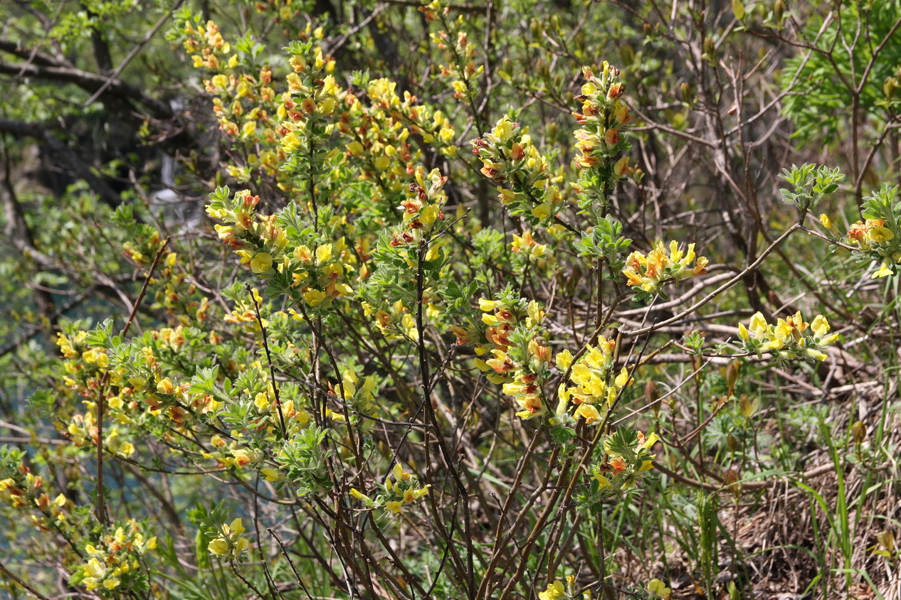 Chamaecytisus hirsutus,  Behaarter Zwerggeißklee_Bildgröße ändern.JPG