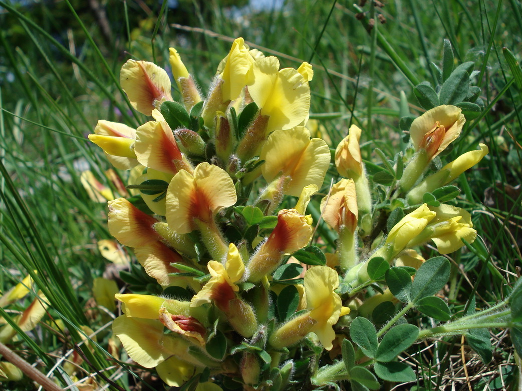 Chamaecytisus hirsutus, Behaarter  Zwerggeißklee_Bildgröße ändern.jpg