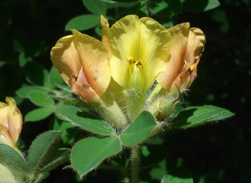 Chamaecytisus hirsutus, Behaarter Zwerggeißklee_Bildgröße ändern.JPG