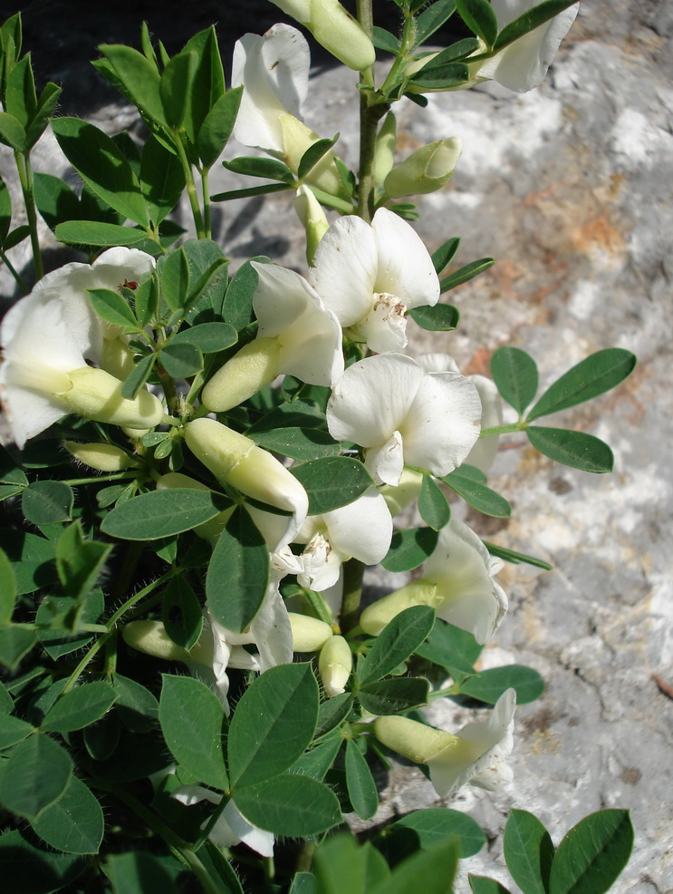 Chamaecytisus purpureus fo. albiflorus, Purpur-Zwerggeißklee, weiße Form_Bildgröße ändern.JPG