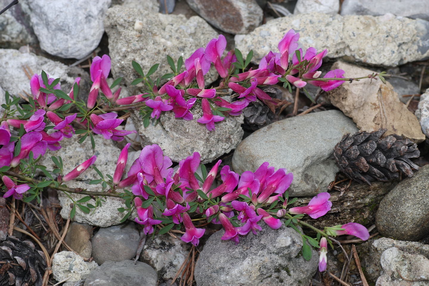 Chamaecytisus purpureus, Purpur-Zwerggeißklee, am Naturstandort im Velebitgebirge Foto G.Tritthart_Bildgröße ändern.JPG