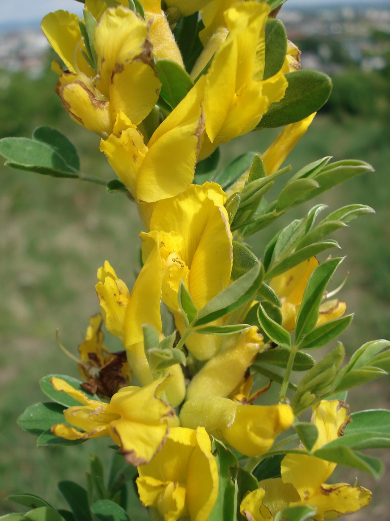 Chamaecytisus ratisbonensis,  Regensburger Zwerggeißklee_Bildgröße ändern.JPG