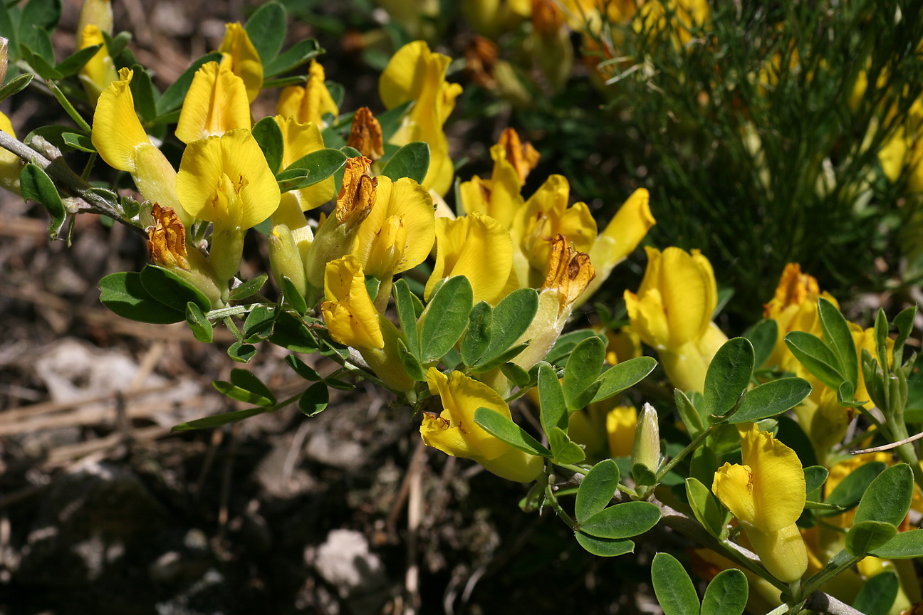 Chamaecytisus ratisbonensis, Regensburger Zwerggeißklee_Bildgröße ändern.JPG