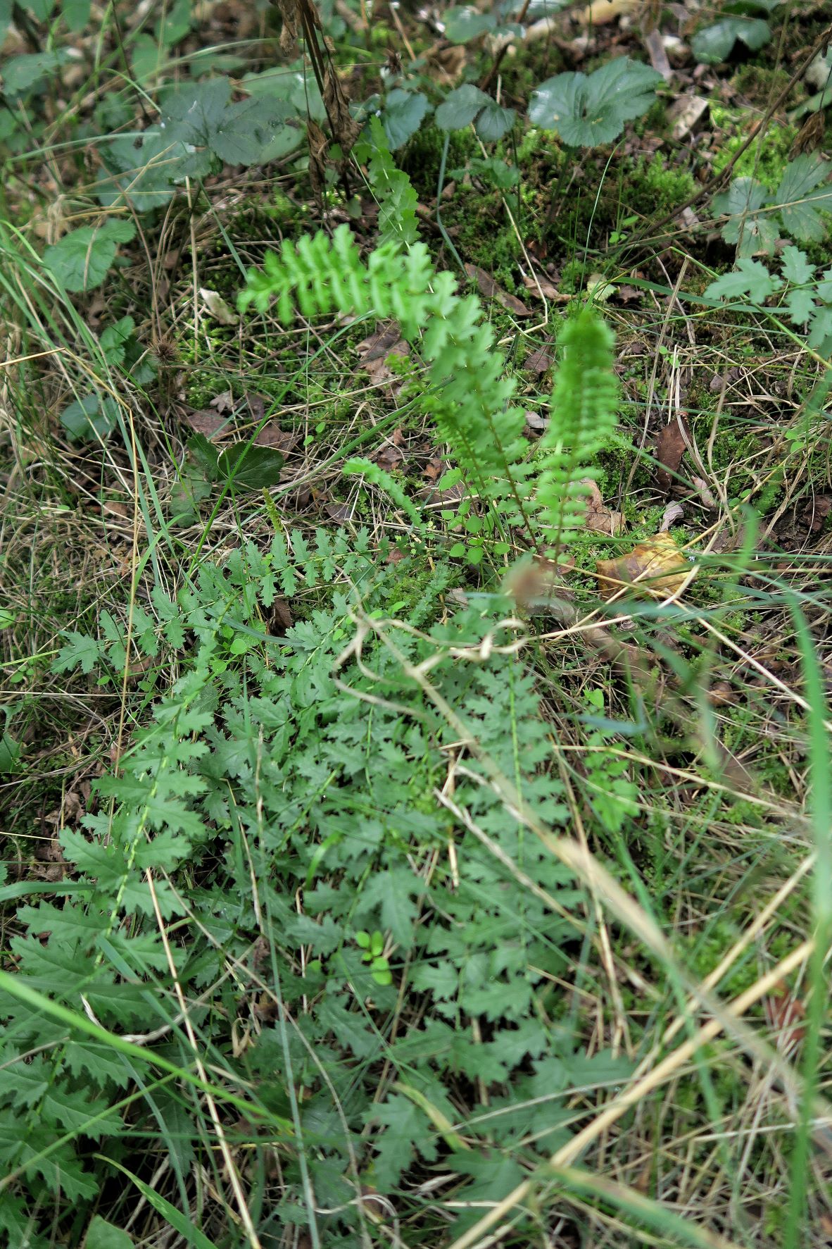 Filipendula) vulgaris Knollen-Mädisüß) vegetativ, Neusiedl aS Kalvarienberg 02.09.2021 C5X (3).JPG